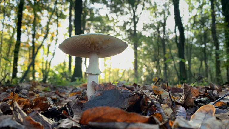 Herfst op het landgoed in beeld gebracht